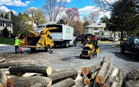 Best Tree Removal  in Orinda, CA