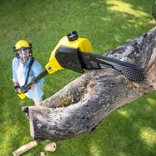 Orinda, CA Tree Services Company