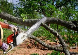 Best Firewood Processing and Delivery  in Orinda, CA