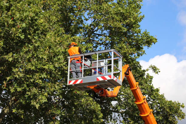 How Our Tree Care Process Works  in  Orinda, CA